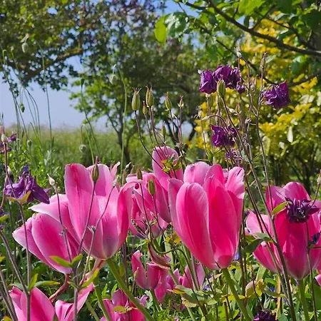 Lüttje Uttiet Mit Eingezäunten Garten Ferienhaus *
